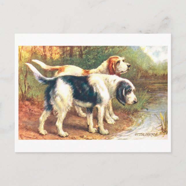 Vintage Otter Hounds Postcard (Front)