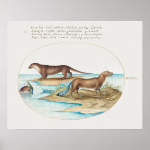 Vintage Otters Poster