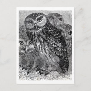 Vintage Owl Family Postcard