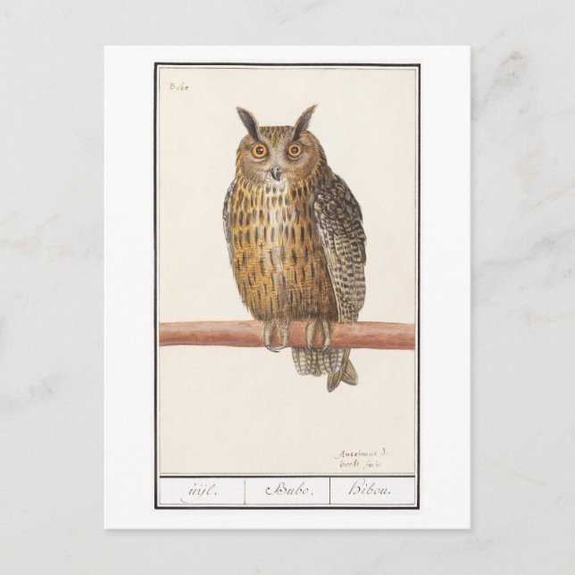 Vintage Owl Illustration Postcard (Front)