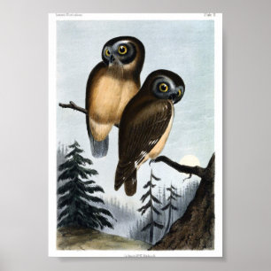 Vintage Owl Illustration Poster