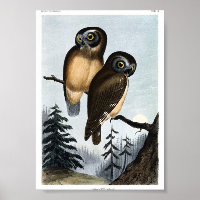 Vintage Owl Illustration Poster (Front)