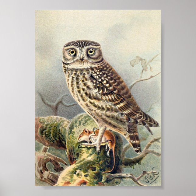 Vintage Owl Illustration Poster (Front)