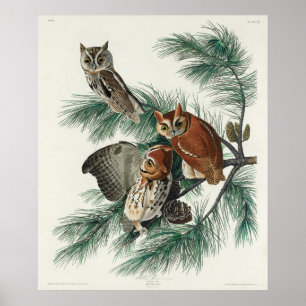 Vintage Owl Illustration Poster