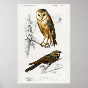 Vintage Owl Illustration Poster
