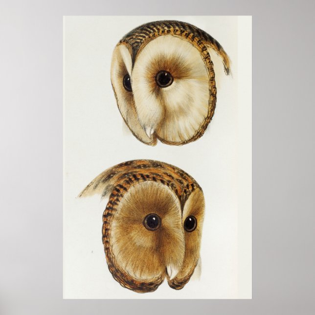 Vintage Owl Illustration Poster (Front)