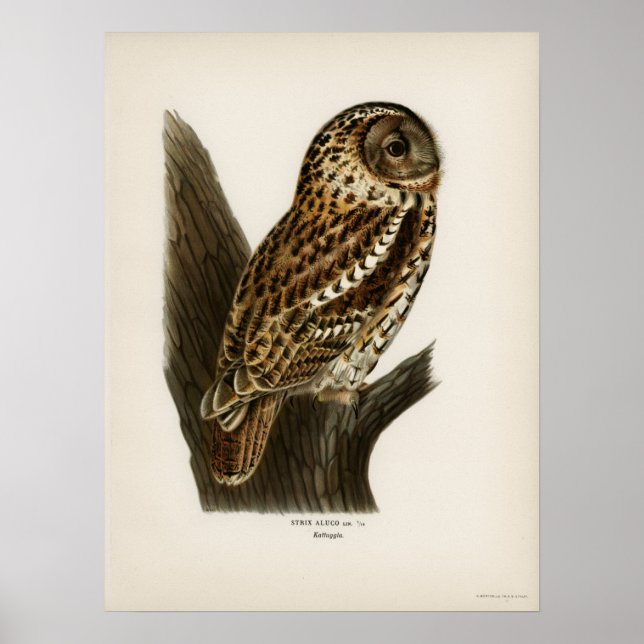 Vintage Owl Illustration Poster (Front)