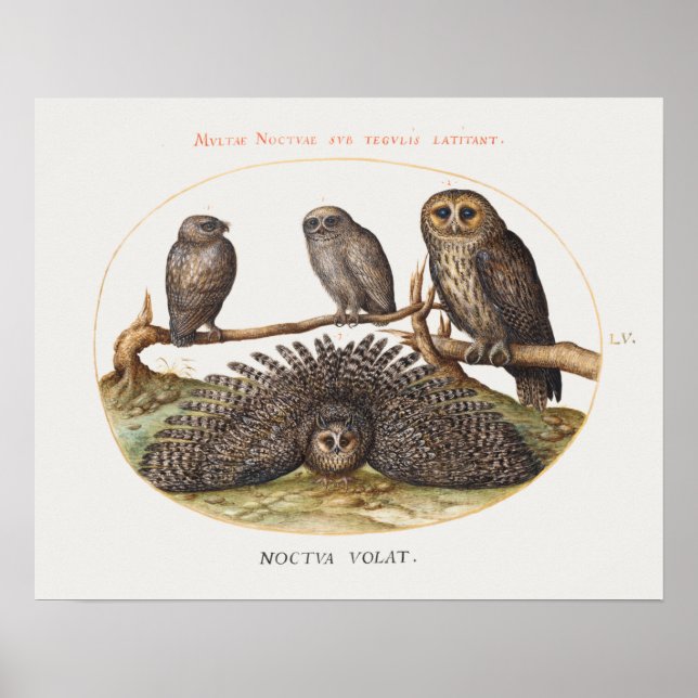 Vintage Owl Illustration Poster (Front)