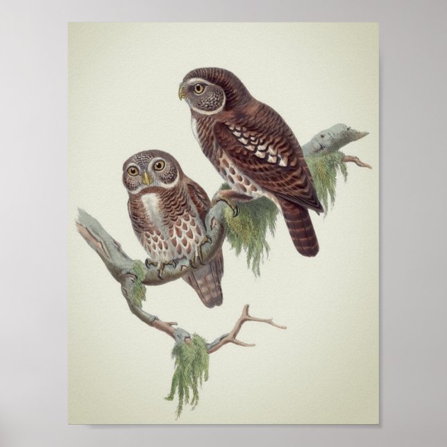 Vintage Owl Illustration Poster (Front)