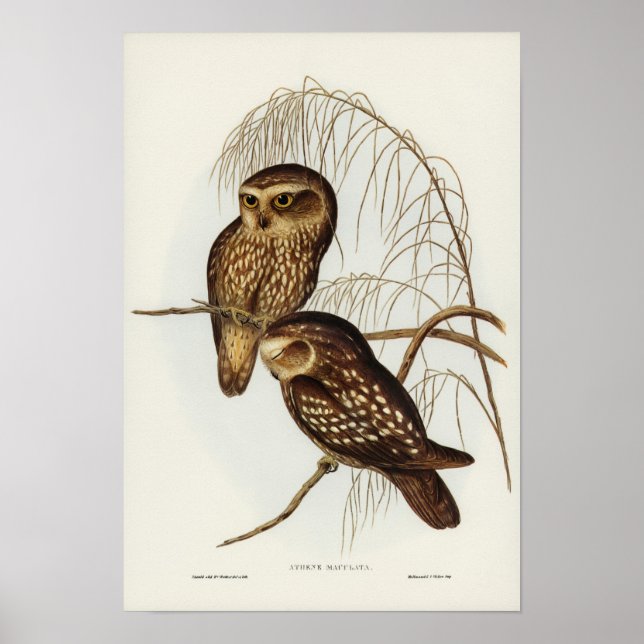 Vintage Owl Illustration Poster (Front)