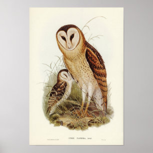 Vintage Owl Illustration Poster
