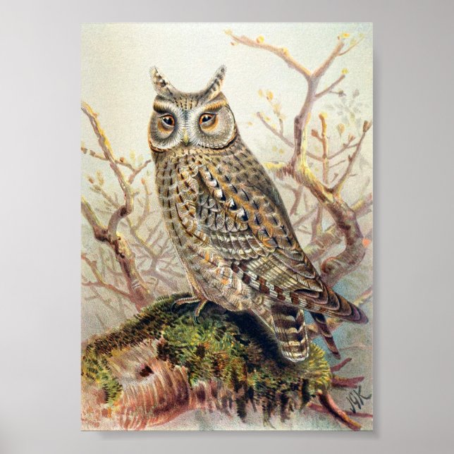 Vintage Owl Illustration Poster (Front)