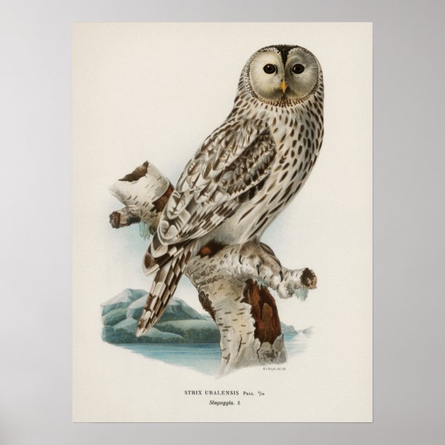 Vintage Owl Illustration Poster (Front)