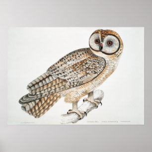 Vintage Owl Illustration Poster