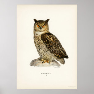 Vintage Owl Illustration Poster