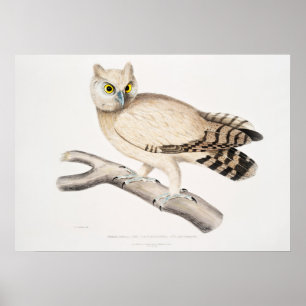 Vintage Owl Illustration Poster