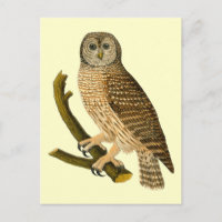 Vintage Owl on a Branch