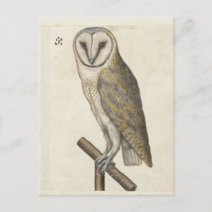 Vintage Owl Postcard
