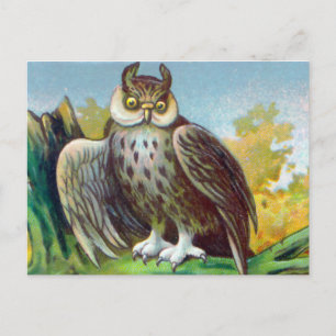 Vintage Owl Print Postcard