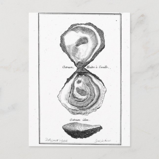 Vintage Oyster Animal Print Postcard (Front)