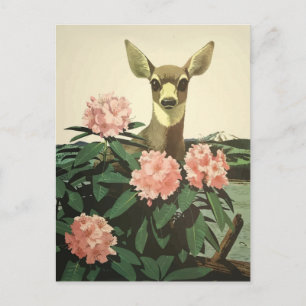 Vintage Pacific North West Illustration Postcard