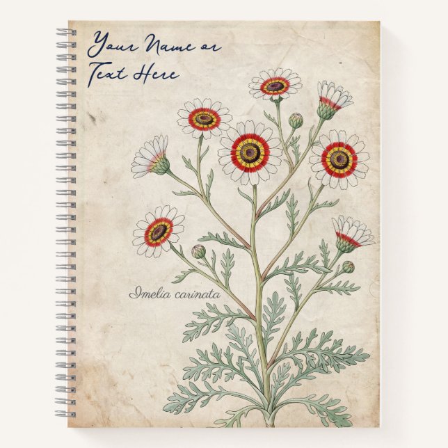 Vintage Painted Daisy Botanical Notebook (Front)