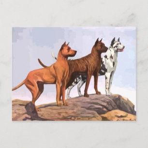 Vintage Painted Great Danes Postcard