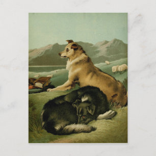 Vintage Painting: Collie Dogs Postcard