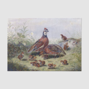 Vintage Painting Of Quail Bird By Fitzwilliam Tait Tissue Paper