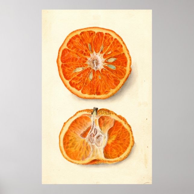 Vintage Painting of Tangerines Poster (Front)