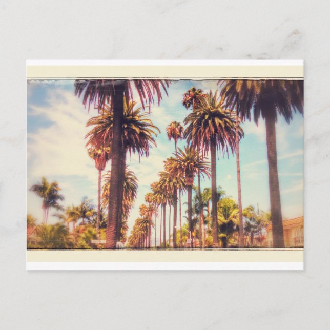 Vintage Palm Tree Postcard (Front)