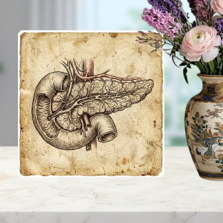 Vintage Pancreas Anatomy Sketch Illustration Ceramic Tile
