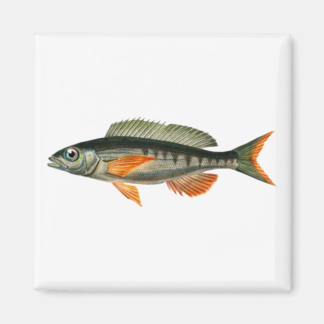 Vintage Pandora fish illustration Magnet (Front)