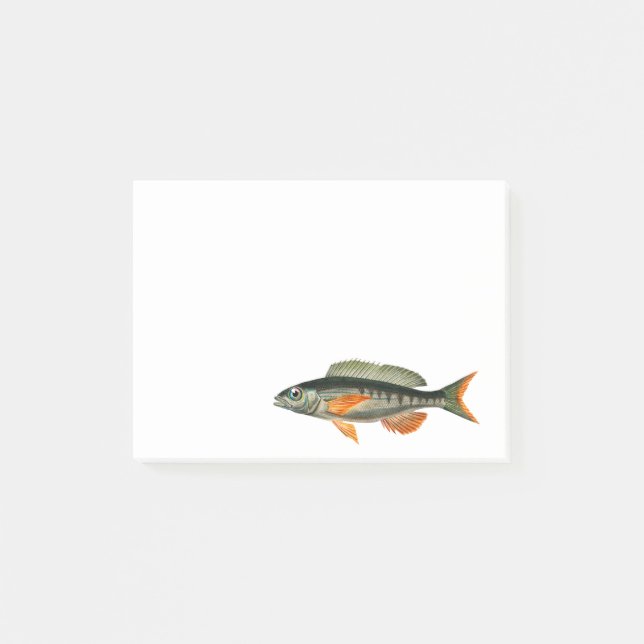 Vintage Pandora fish illustration Post-it Notes (Front)