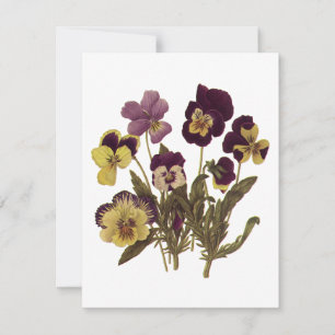 Vintage Pansies in Bloom, Floral Garden Flowers