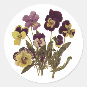 Vintage Pansies in Bloom, Floral Garden Flowers Classic Round Sticker