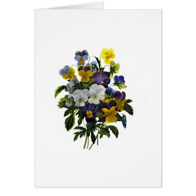 Vintage Pansy Botanical Print (Front)