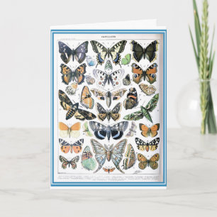 Vintage Papillon Butterflies Illustration Art Card