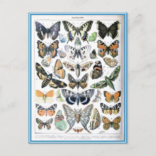 Vintage Papillon Butterflies Illustration Art Postcard