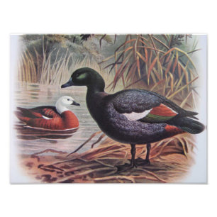 Vintage Paradise Shelduck Photo Print