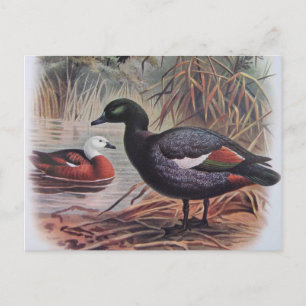 Vintage Paradise Shelduck Postcard
