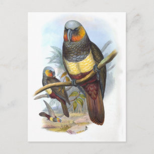 Vintage Parrot Bird PE_GC - Postcard