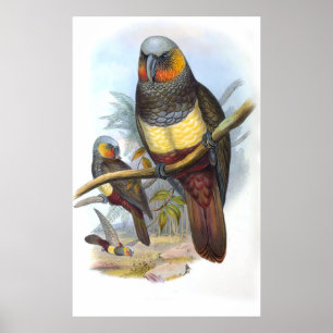 Vintage Parrot Bird Poster