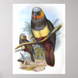 Vintage Parrot Bird Poster