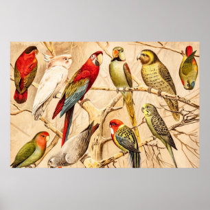 Vintage Parrot Cockatoo Conure Parakeet Cockatiel Poster