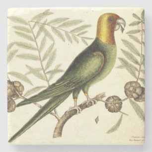 Vintage Parrot of Carolina Naturalist Illustration Stone Coaster