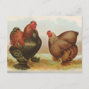 Vintage "Partridge Cochin Chickens" Postcard