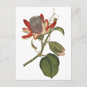 Vintage Passion Flower Postcard