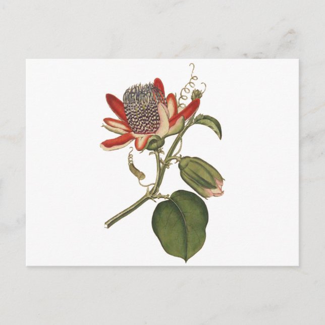 Vintage Passion Flower Postcard (Front)