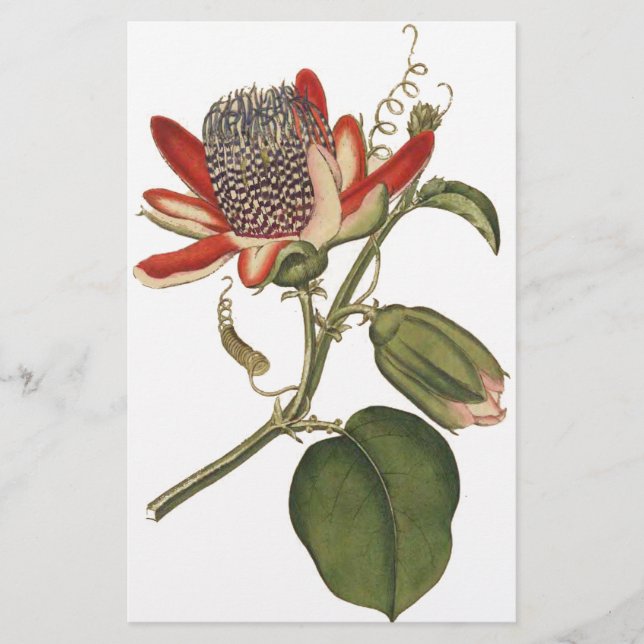 Vintage Passion Flower Stationery (Front)